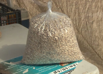 Productores de frijol denuncian bajos precios