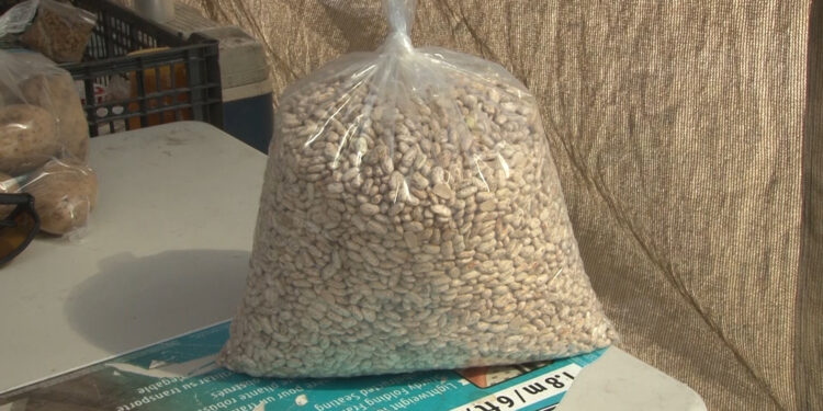 Productores de frijol denuncian bajos precios