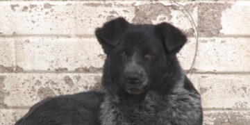 Vecinos de la colonia Atenas alertan por ataques de perra callejera