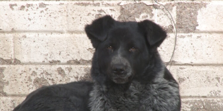 Vecinos de la colonia Atenas alertan por ataques de perra callejera