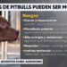 Expertos alertan sobre ataques de pitbull