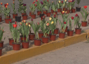 Ofertan tulipanes holandeses durante temporada invernal en la capital