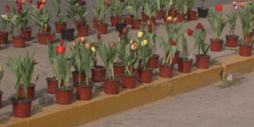 Ofertan tulipanes holandeses durante temporada invernal en la capital