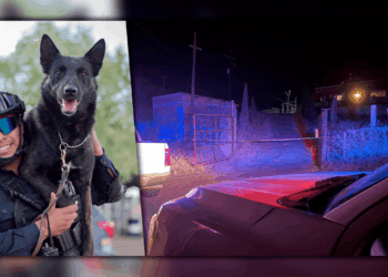 Perro policía es atacado con machete por un joven intoxicado