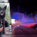 Perro policía es atacado con machete por un joven intoxicado