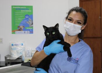 Se mantiene esterilización permanente en la Coordinación de Medio Ambiente y Protección Animal