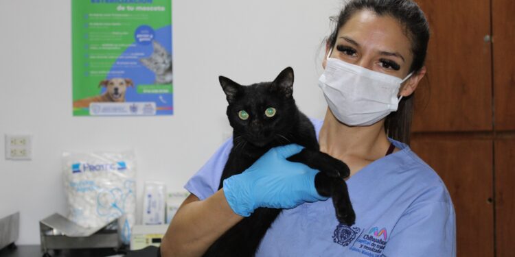 Se mantiene esterilización permanente en la Coordinación de Medio Ambiente y Protección Animal