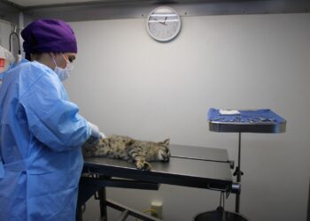 Cuida a tu mascota con el servicio de esterilización para perros y gatos