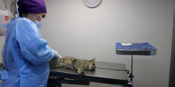 Cuida a tu mascota con el servicio de esterilización para perros y gatos