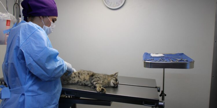 Cuida a tu mascota con el servicio de esterilización para perros y gatos