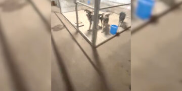 Denuncian condiciones deplorables en refugio de perros