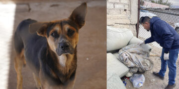 Refuerza Salud vigilancia epidemiológica contra la rickettsiosis