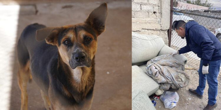 Refuerza Salud vigilancia epidemiológica contra la rickettsiosis