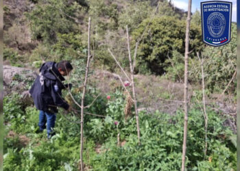 Destruye AEI plantío de 900 metros cuadrados de amapola en Morelos