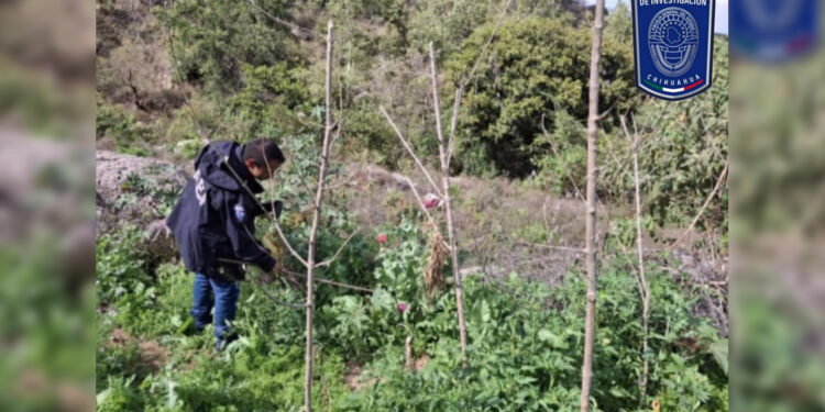 Destruye AEI plantío de 900 metros cuadrados de amapola en Morelos