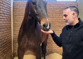 Policía Montada: vocación, disciplina y cuidado profesional