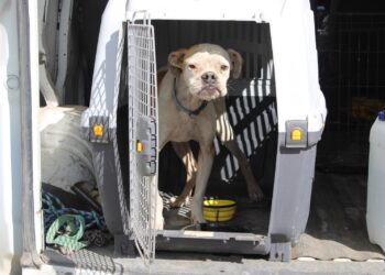Una denuncia, un rescate y una segunda oportunidad: la historia de Chatito