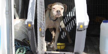 Una denuncia, un rescate y una segunda oportunidad: la historia de Chatito