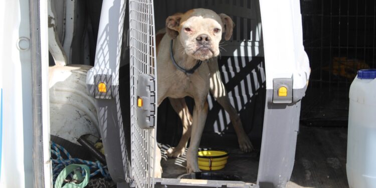 Una denuncia, un rescate y una segunda oportunidad: la historia de Chatito