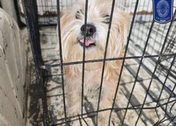 Fomento a la adopción: 75 perros rescatados encuentran nuevo hogar en la capital