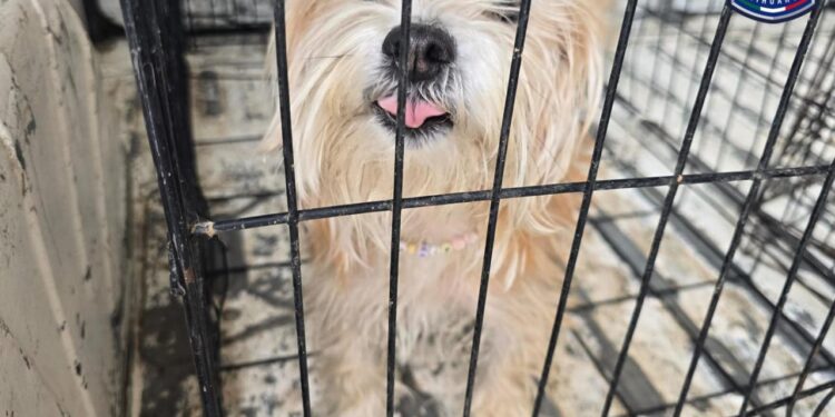 Fomento a la adopción: 75 perros rescatados encuentran nuevo hogar en la capital