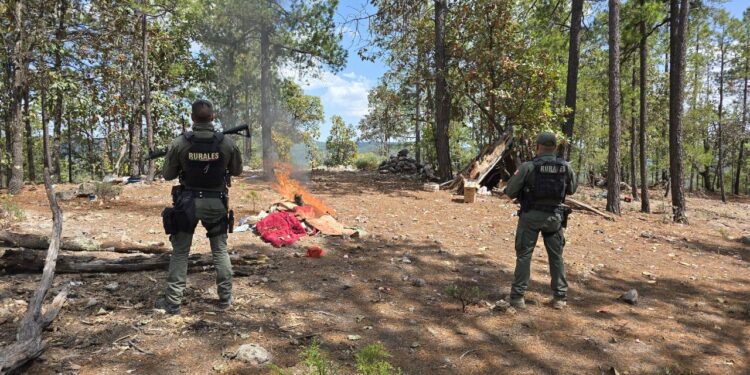 Localizaron e inhabilitaron narcocampamento en Guadalupe y Calvo