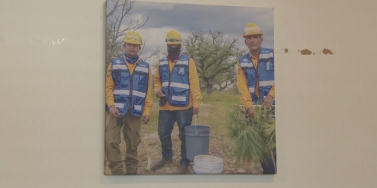 Apoyos de hasta 10 mil pesos para apicultores en Chihuahua