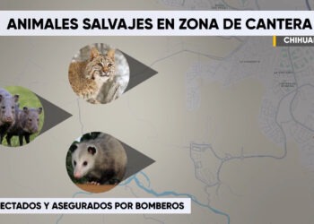 Nuevos fraccionamientos desplazan a animales salvajes hacia zonas urbanas