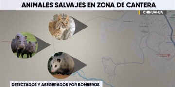 Nuevos fraccionamientos desplazan a animales salvajes hacia zonas urbanas
