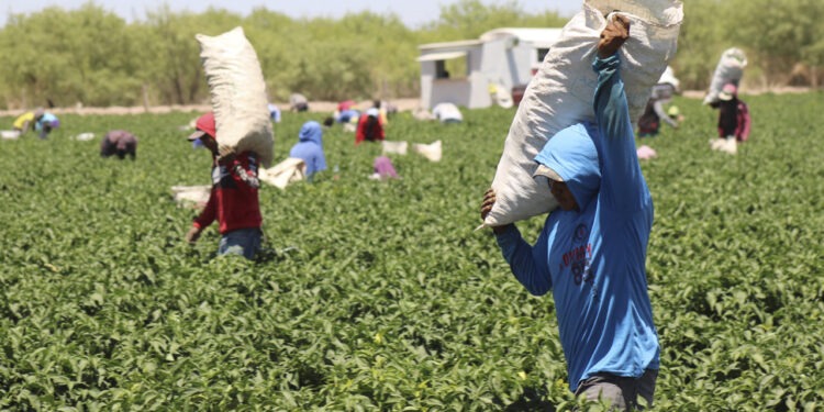 Abre SDR convocatoria para apoyos con bioinsumos y mejoradores de suelo