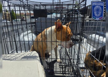 Aseguran 17 animales en situación de maltrato, en diversos cateos en Ciudad Juárez
