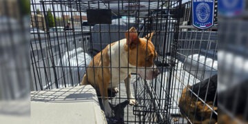 Aseguran 17 animales en situación de maltrato, en diversos cateos en Ciudad Juárez