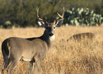 Construcciones desplazan fauna salvaje a zonas urbanas