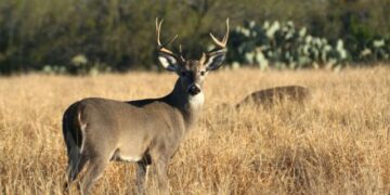 Construcciones desplazan fauna salvaje a zonas urbanas