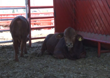 Ganaderos de Chihuahua descartan cruce inmediato de ganado a EE. UU.