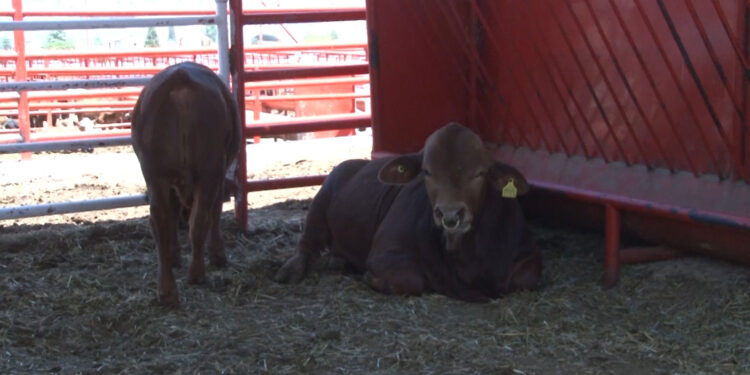Ganaderos de Chihuahua descartan cruce inmediato de ganado a EE. UU.