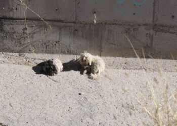 Evita sanciones; abandonar mascotas es una falta grave