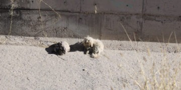 Evita sanciones; abandonar mascotas es una falta grave