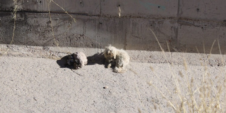 Evita sanciones; abandonar mascotas es una falta grave