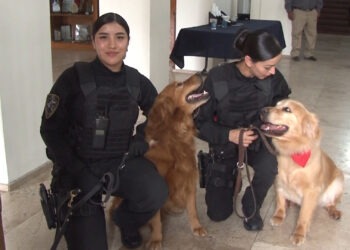 Incorpora Grupo K-9 dos ejemplares Golden Retriever