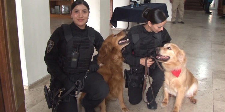 Incorpora Grupo K-9 dos ejemplares Golden Retriever