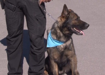 Diez nuevos caninos se incorporan al grupo K9 de la Policía Municipal