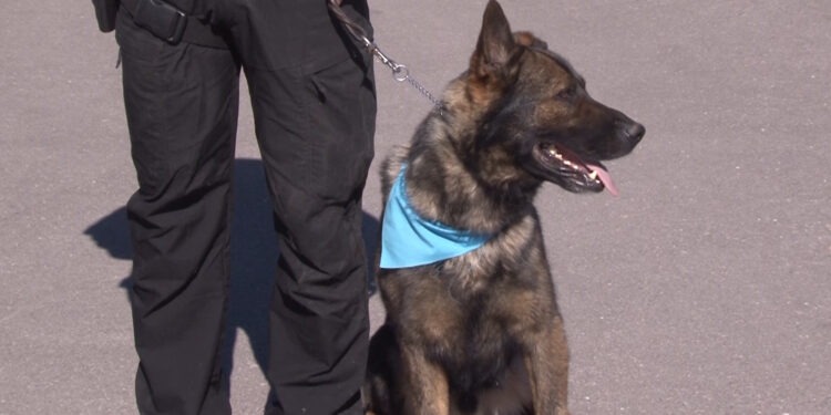 Diez nuevos caninos se incorporan al grupo K9 de la Policía Municipal