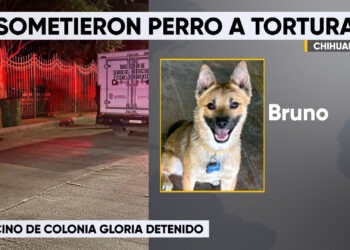 Detienen a hombre por presunto maltrato y muerte de un perro en la colonia Gloria