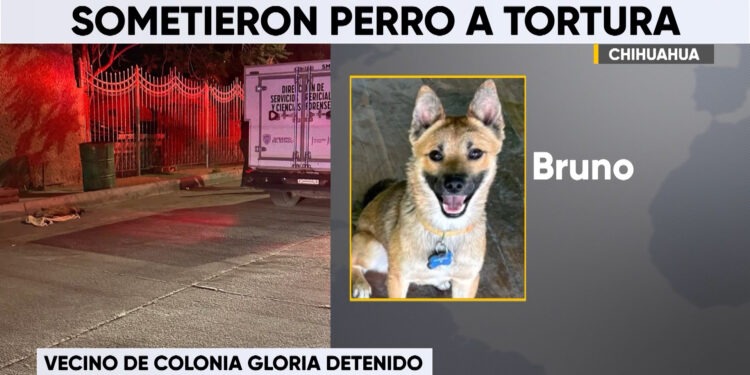 Detienen a hombre por presunto maltrato y muerte de un perro en la colonia Gloria