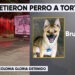Detienen a hombre por presunto maltrato y muerte de un perro en la colonia Gloria