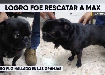 Recuperan a “Max”, perro pug robado en la colonia Las Granjas