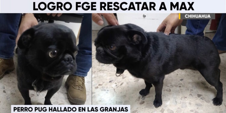 Recuperan a “Max”, perro pug robado en la colonia Las Granjas