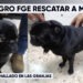 Recuperan a “Max”, perro pug robado en la colonia Las Granjas