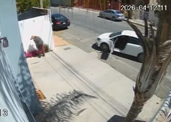 Reaccionan vecinos a robo de flores en Leones Universidad